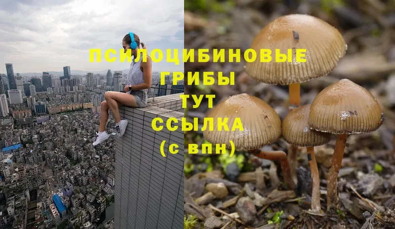 продажа наркотиков  Волчанск  Псилоцибиновые грибы MAGIC MUSHROOMS 